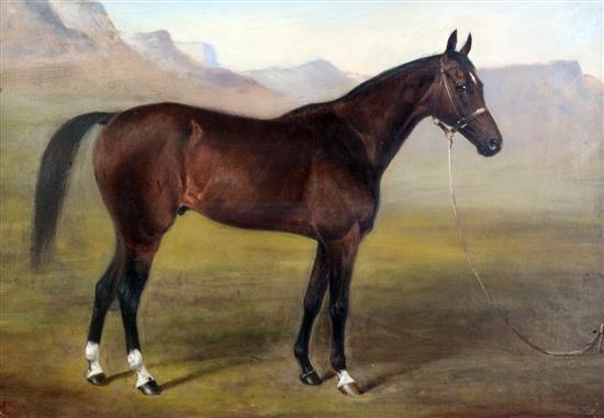 E.W.S. Portrait of an Arabian horse in the desert, 14.5 x 20.5in.